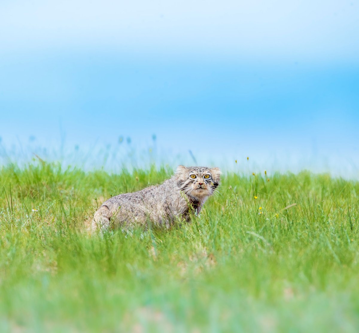 Alexander's Cartographer (@cartographer_s) on Twitter photo 