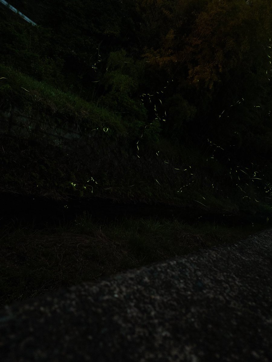 ホタルが上手いこと撮れん