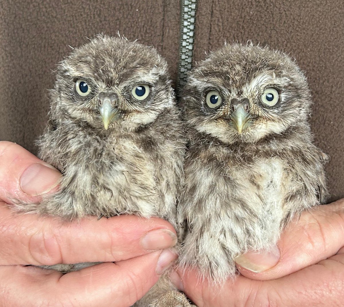 These Little Owl chicks are very special. The nest box in which they have been raised has been up for 20 years and has never been used. Then all of a sudden, this year it is in use! They have increased in our area and we now have four pairs, what a treat!