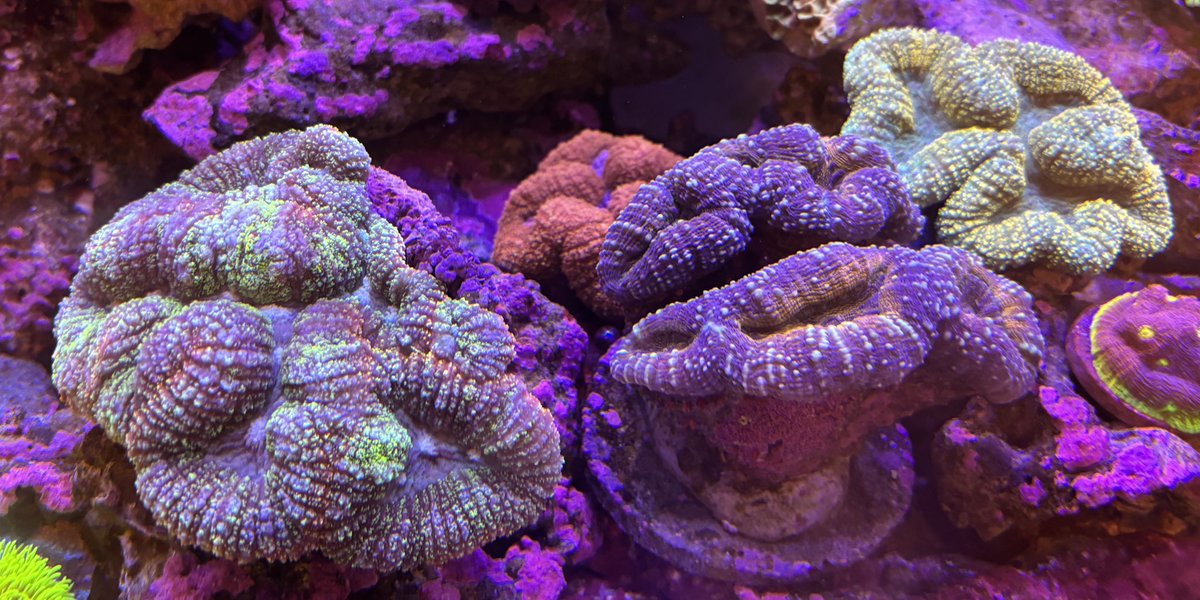 海水魚用品 cote 海水魚】ゴールデンタイガーブレニー (1匹)4-5cm前後(サンプル