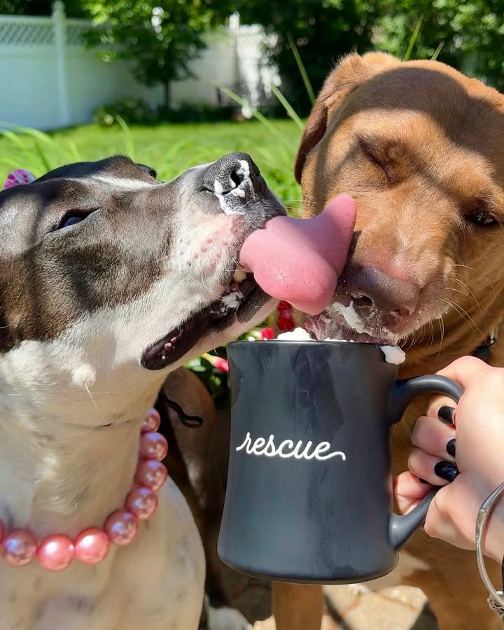 Through thick, thin and everything in between 🐶❤️

Tag your BFF. If they don’t respond in 5 minutes, they owe you coffee. ☕ #BestFriendsDay 

📸: <a href="/pitbull/">Pitbull</a>.party.of.2