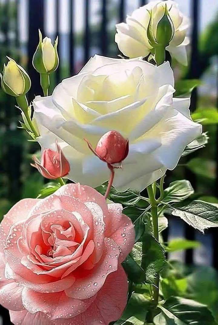 <a href="/guagnano_paolo/">Paolo Guagnano</a> Good morning my dear friend Paolo 🌹