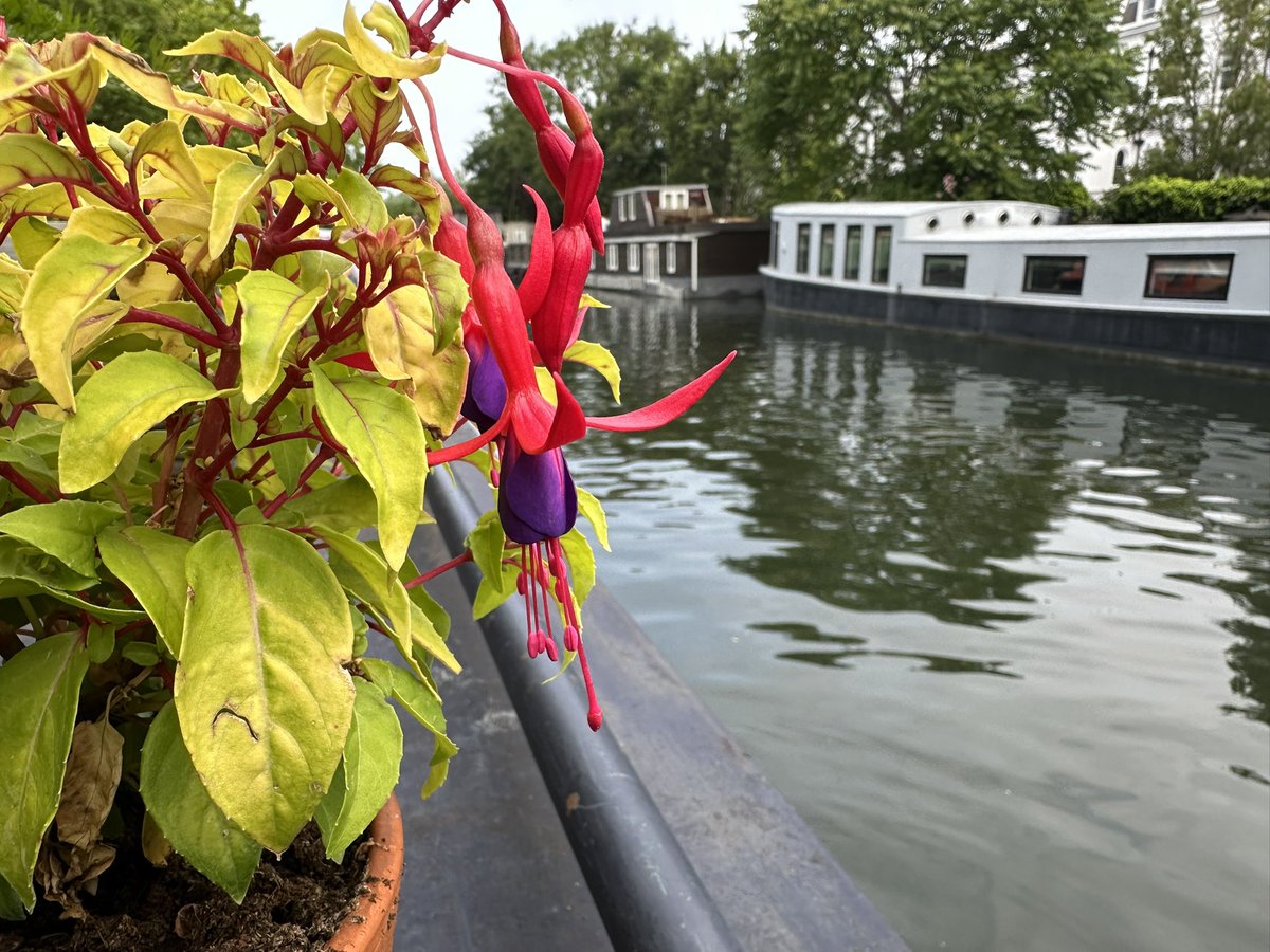 Mornin’. Walking along looking at my roofgarden this morning, as I do every day. So much pleasure to be had from the simple things in life. I love those dangly flowers. Reminds me of being a kid in the 70s when they were popular. Even the toadstools have an appeal.