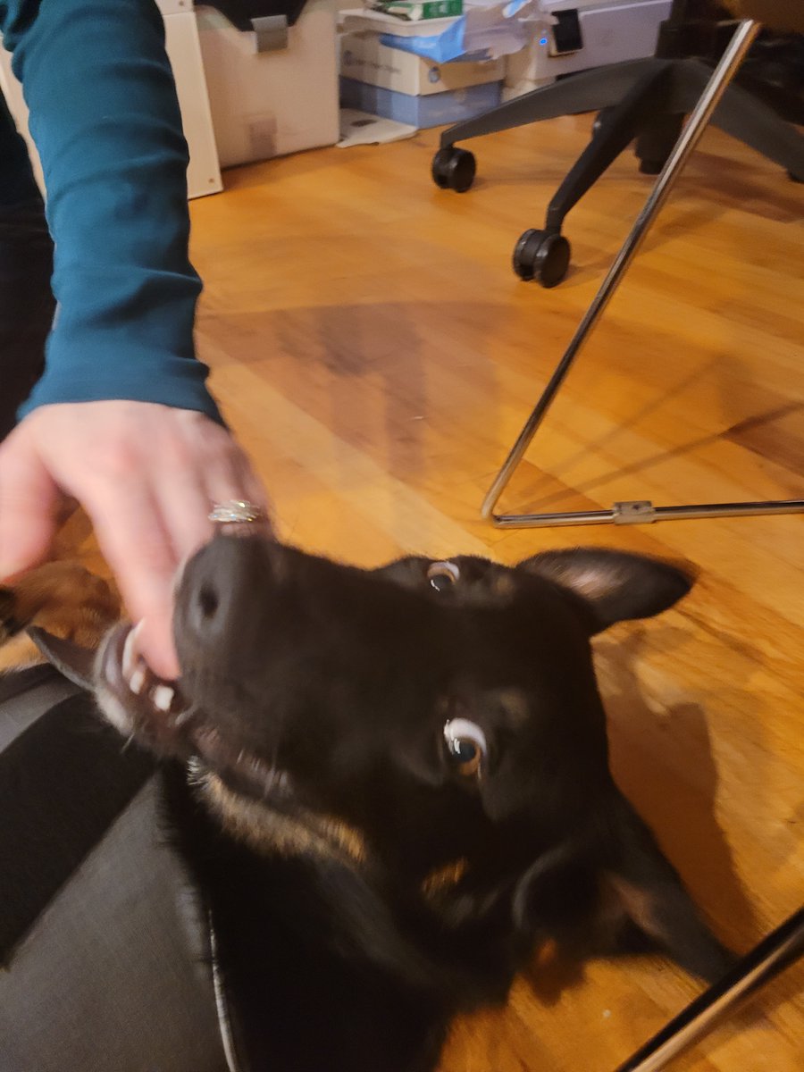 When we adopted Max they said he was a working breed but so far he hasn't earned a fucking dime

total cost center