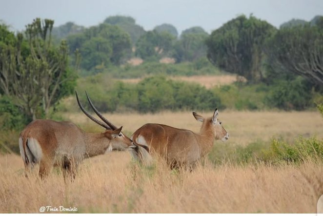 Greetings from New Era safaris. 
📸 <a href="/TwinDominic_/">Twin Dominic</a>