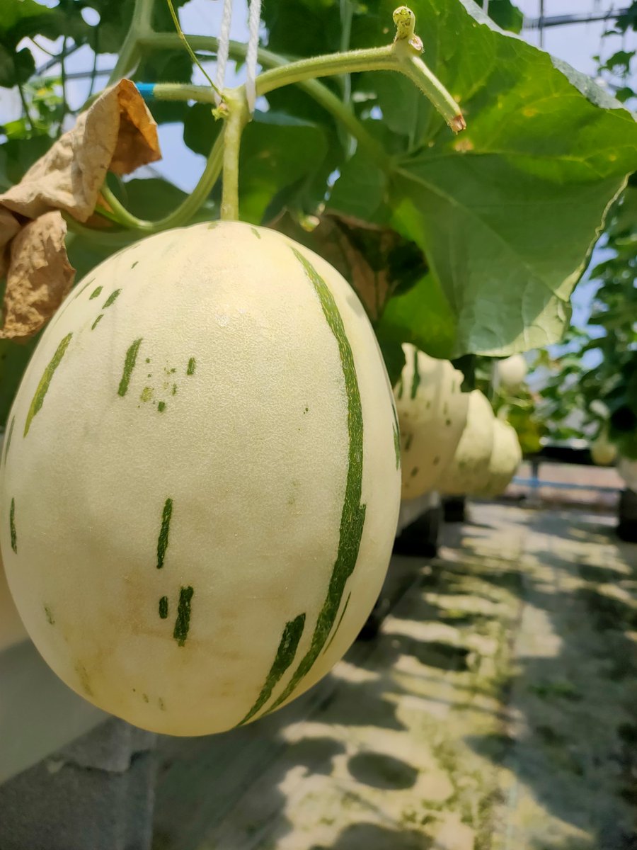 เมล่อน ไข่ไดโนเสาร์ เมล็ดพันธุ์นำเข้าจากญี่ปุ่น เพิ่งเคยปลูกครั้งแรก ลุ้นรสชาติ อยู่เหมือนกัน อาทิตนี้จะได้ลองชิมแล้ว