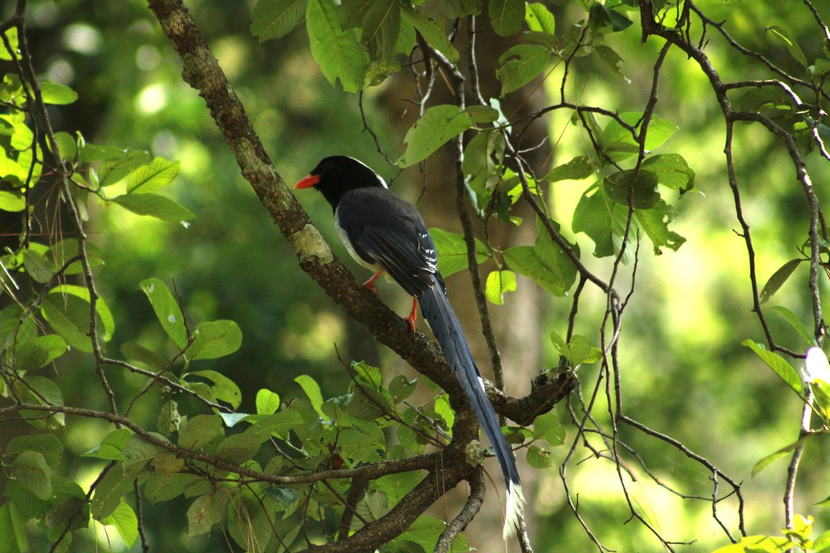 कञ्चनपुरको कृष्णपुर नगरपालिकाको सिस्ने सिमसार क्षेत्र नजिकको रुखमा बसेको स्यालपोथरी लामपुच्छ्रे चरा।स्थानीय थारु समुदायले यसलाई ललठोरी लमपुछिया भन्ने गर्दछन्। तस्बिर: राजेन्द्रप्रसाद पनेरु/रासस