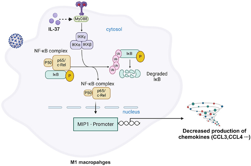 #Article in <a href="/MedComm_MC/">MedComm</a> 

IL-37 Mitigates the Inflammatory Response in Macrophages Induced by SARS-CoV-2 Omicron Infection Through the NF-κB Signaling Pathway👉doi.org/10.1002/mco2.7…

#IL37 #Interleukin #InflammatoryResponse #macrophages #NFκB #Omicron #COVID19