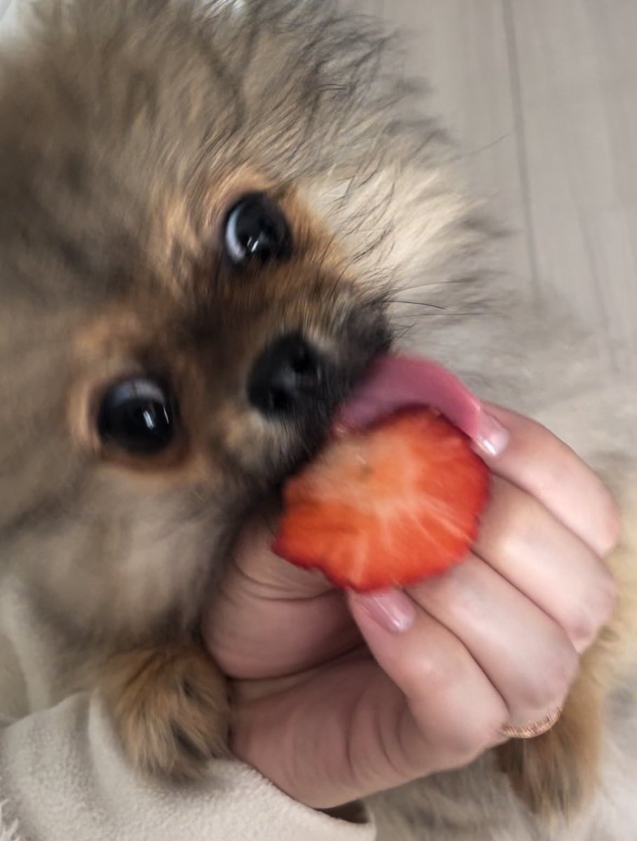jun_pomeranian's tweet image. #ギリギリイヌ判定選手権