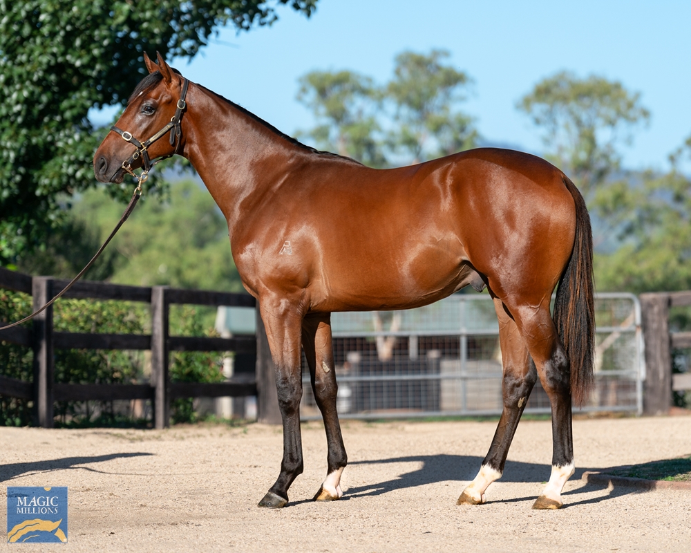 ANZ Bloodstock (@anz_news) on Twitter photo It's AUTUMN BOY (2 c The Autumn Sun - Rosegarden) who upsets the favourite in the opener at Canterbury, giving <a href="/cwallerracing/">Chris Waller Racing</a> the quinella 🥇🥈
The colt by <a href="/ArrowfieldStud/">Arrowfield Stud</a>'s THE AUTUMN SUN was a $200,000 buy in partnership with <a href="/MulcasterBS/">Mulcaster Bloodstock</a> from the <a href="/amarina_farm/">Amarina Farm</a> <a href="/mmsnippets/">Magic Millions</a> It's AUTUMN BOY (2 c The Autumn Sun - Rosegarden) who upsets the favourite in the opener at Canterbury, giving <a href="/cwallerracing/">Chris Waller Racing</a> the quinella 🥇🥈
The colt by <a href="/ArrowfieldStud/">Arrowfield Stud</a>'s THE AUTUMN SUN was a $200,000 buy in partnership with <a href="/MulcasterBS/">Mulcaster Bloodstock</a> from the <a href="/amarina_farm/">Amarina Farm</a> <a href="/mmsnippets/">Magic Millions</a>