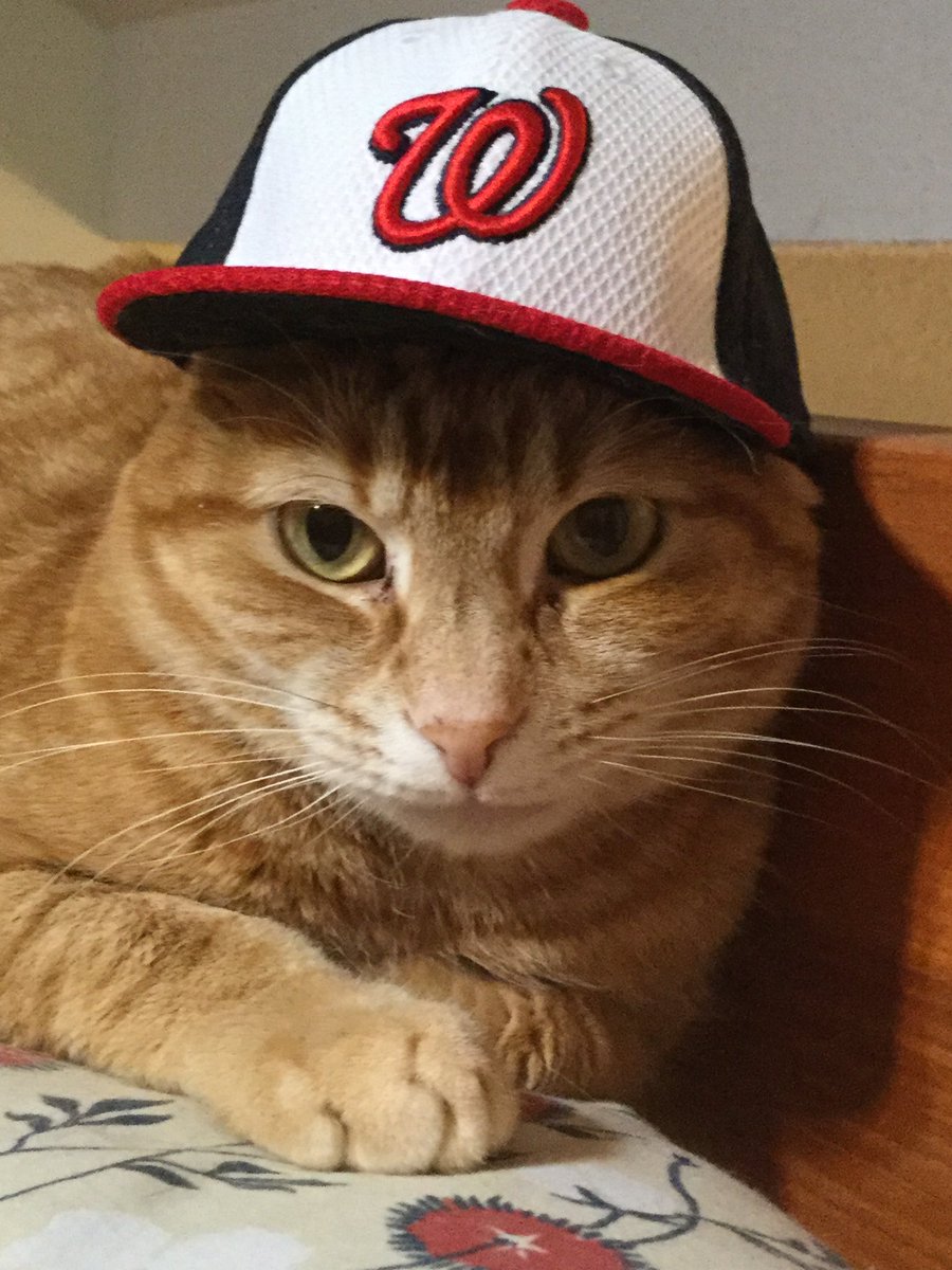<a href="/baseballcontext/">out of context baseball</a> <a href="/mlbpets/">⚾️🐶MLBpets🐱⚾️ (Puck’s Version)</a> <a href="/LECrushers/">Lake Erie Crushers</a> Yes, indeed Harper has his own little baseball cap as well