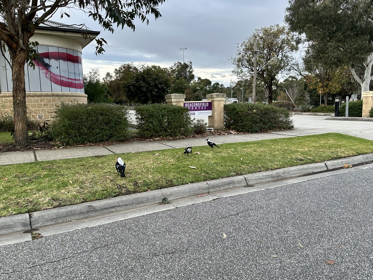 Beaconsfield Dental supporting MND. Lisa looks so cute in her beanie but the other character not so much. A few magpie supporters outside the clinic. Perhaps sn omen for today’s game?