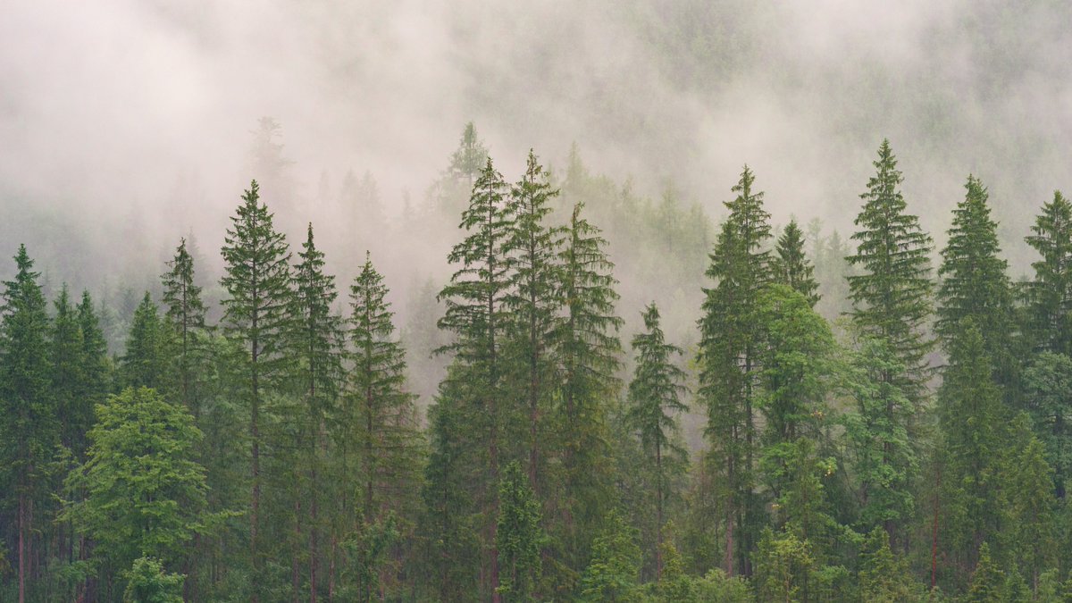 To be good ancestors we must find contentment in planting trees we may never see grow.