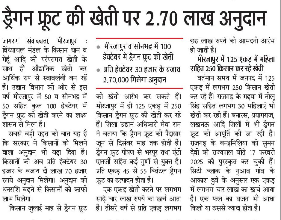 विंध्याचल मंडल के किसान धान व गेहूं आदि की परंपरागत खेती के साथ ही औद्यानिक खेती कर आर्थिक रूप से स्वावलंबी बन रहे हैं। उद्यान विभाग की ओर से इस वर्ष मीरजापुर व सोनभद्र में 100 हेक्टेयर में ड्रैगन फ्रूट की खेती का लक्ष्य मिला है।

#NayeBharatKaNayaUP
