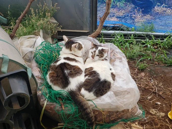 ビニールハウスすきやなこいつら
