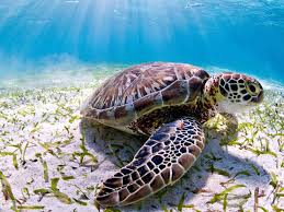 Climate change poses significant threats to sea turtles, primarily through rising temperatures affecting nesting behavior, hatchling success. Green &amp; loggerhead turtles are nesting earlier and the number of female hatchlings is increasing due to warmer incubation temperatures.