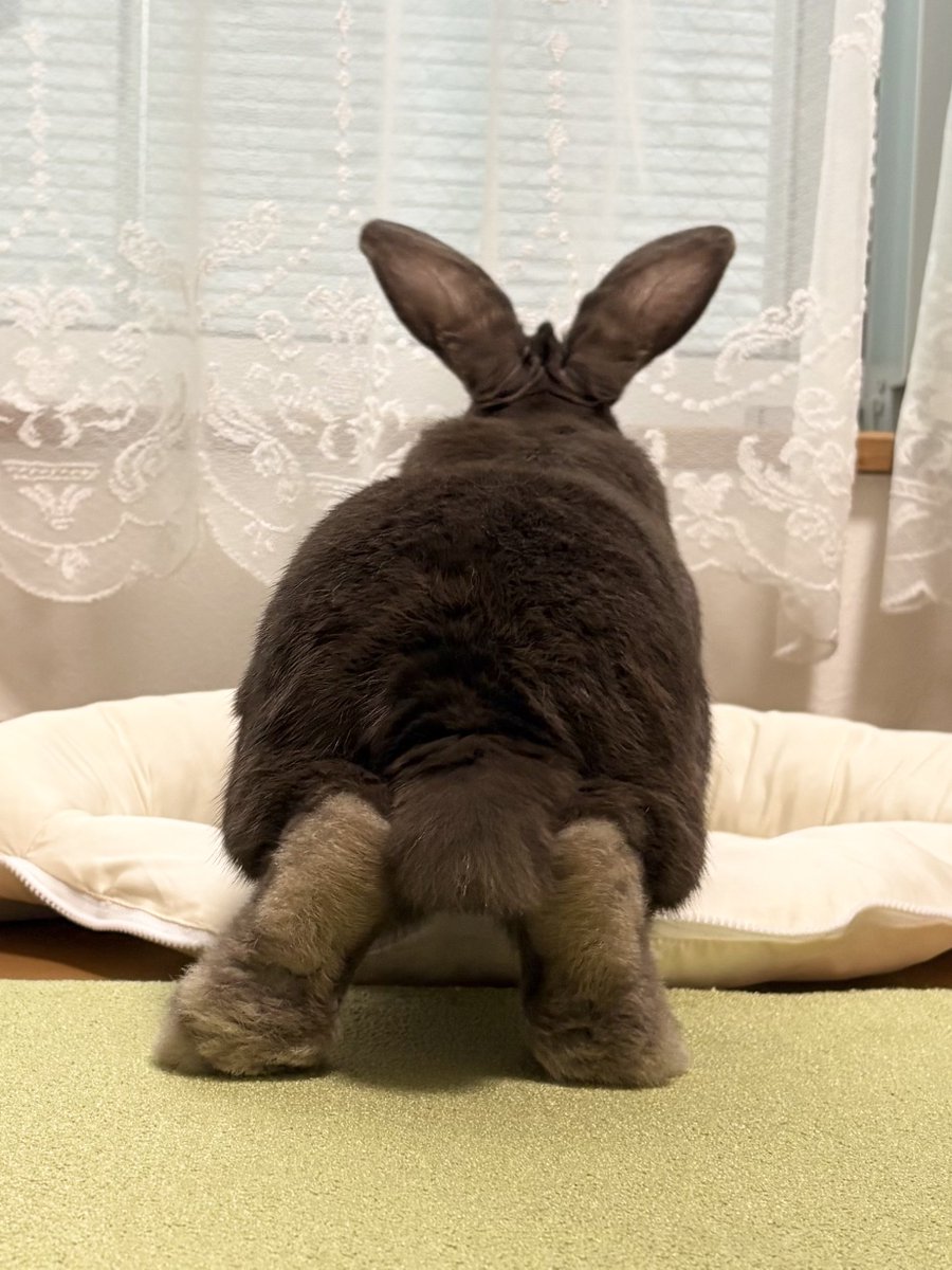 temari0413's tweet image. かわいい後ろ姿🐰💕

#うさけつようび
#うさぎ
#ミニウサギ