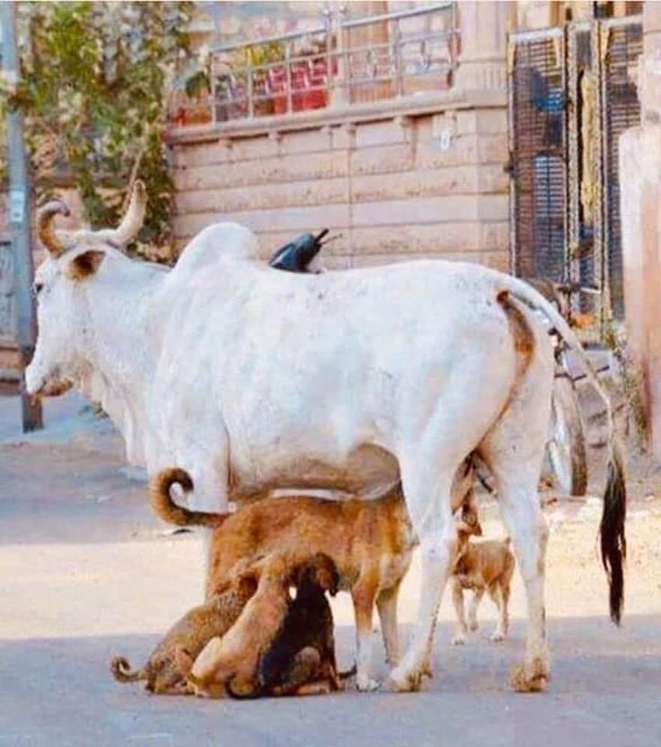 GauPrem's tweet image. Peta says except humans no other animal drinks cow milk. A cow is a mother and she has been nurturing all animals since eternity.