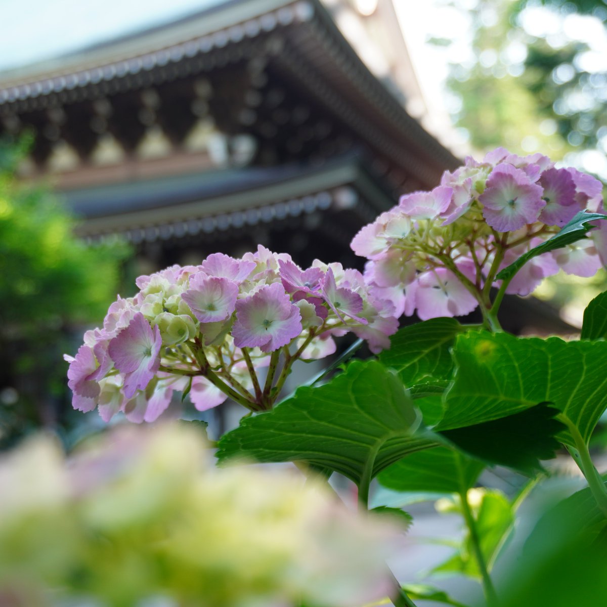 虹～紫陽花⭐ 紫陽花ガラスボールを円覚寺大方丈で展示しております。 行事等で方丈