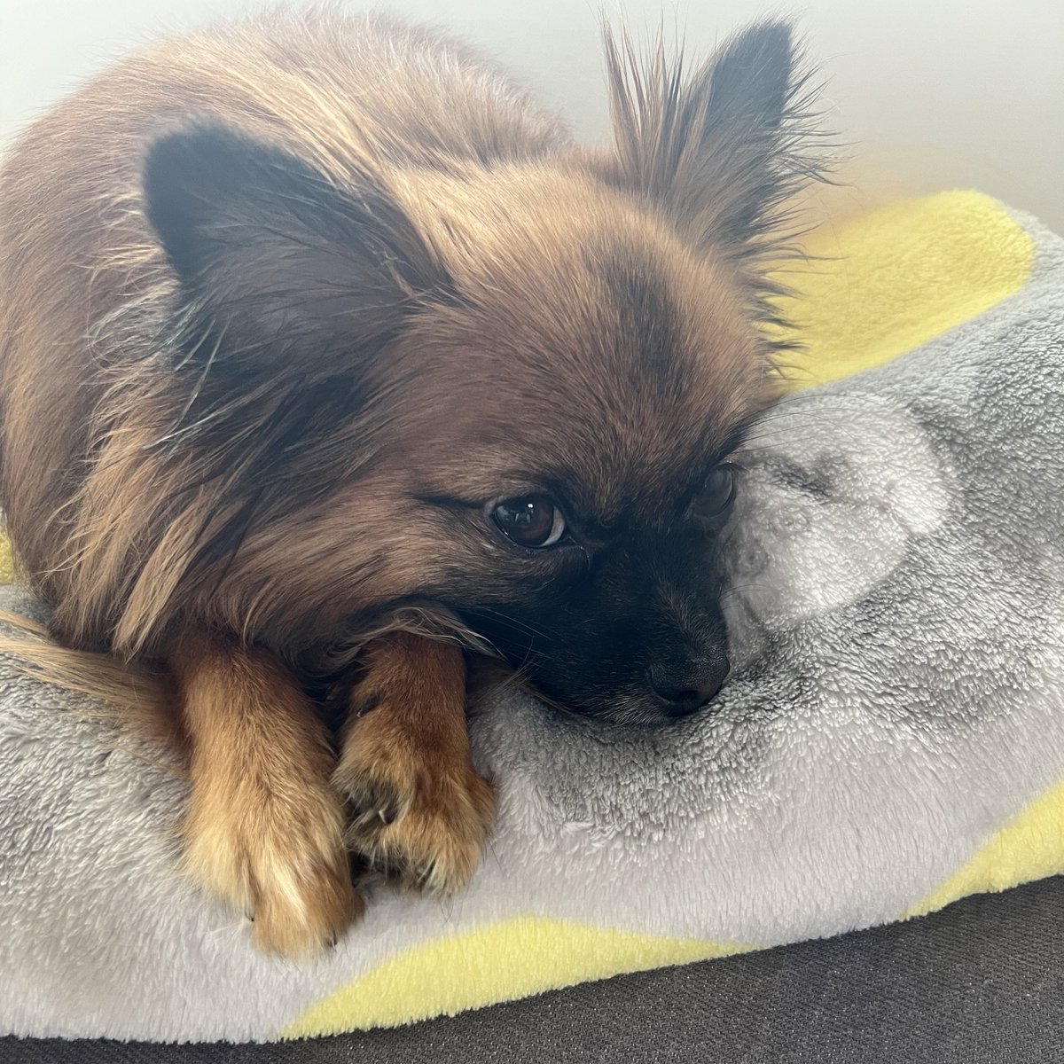 peroharo's tweet photo. 犬が床に転がっててかわいい☺️ https://t.co/ImFjMfGEP7