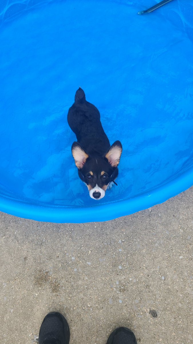 Pixal Fish tweet media