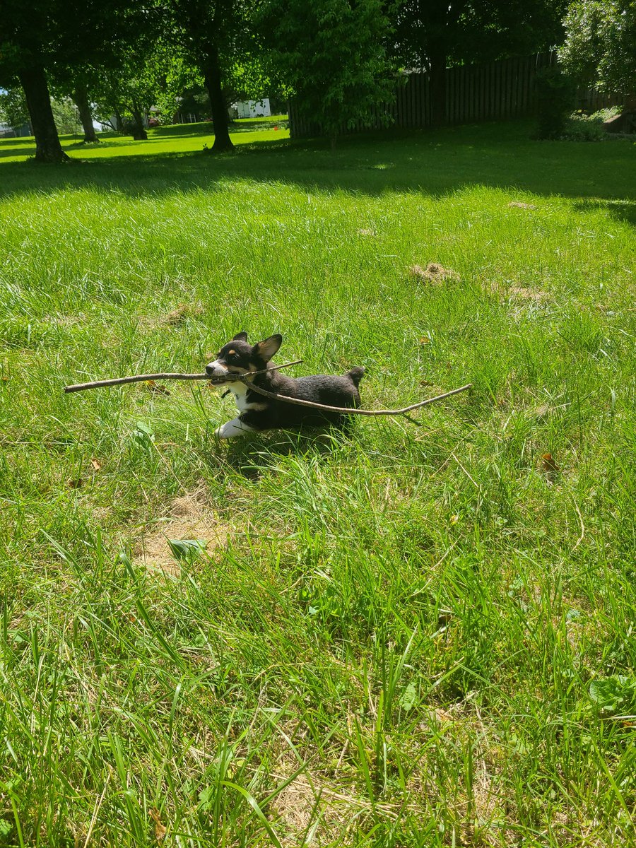 Pixal Fish tweet media