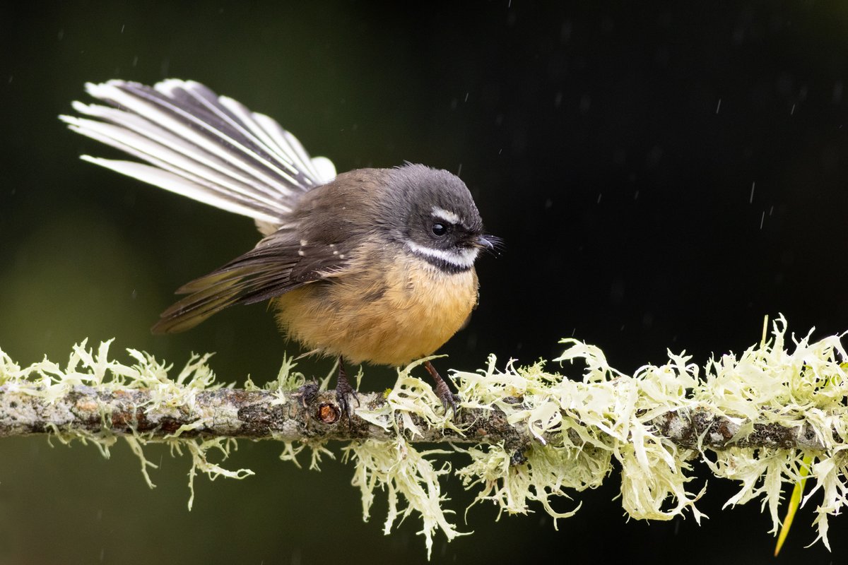 DrPaulSorrell's tweet photo. Wet and very cold today, but I managed to get out after spending the weekend indoors.
#birdphotography #TwitterNatureCommunity #birds #nzbirds #wildlifephotography #NaturePhotography #BBCWildlifePOTD #ThePhotoHour #PhotoOfTheDay #BirdsSeenIn2025 #SullivansDam #Fantail #Pīwakawaka https://t.co/msYtXQNiyT