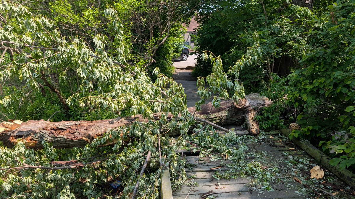 mchinand's tweet photo. @ChicagoParks I'm not sure if there's another way to notify you of a downed tree in a Chicago park, but this tree is down and lying across the short boardwalk in Jackson Park. It's next to the parking lot of the driving range seen in the background. https://t.co/gmuRE2Ej3y