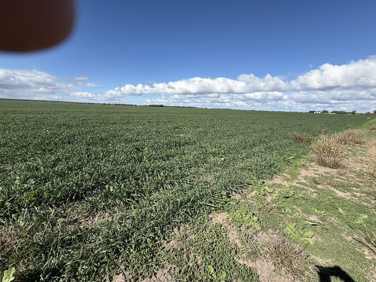 Road trip to get a sample this morning- Winter Crops out west - South of Tara and Meandarra - some crops had a wet start