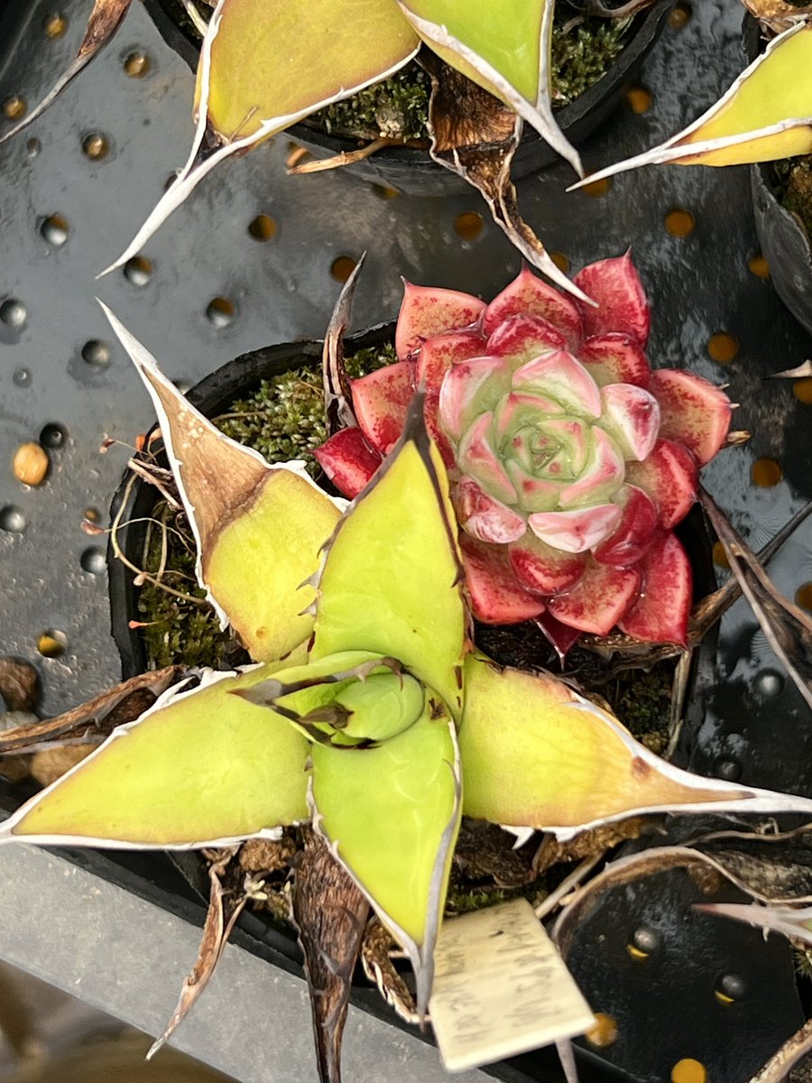 公式】多肉アン スタッフのつぶやき (@tanikuanstaff) / Posts / X