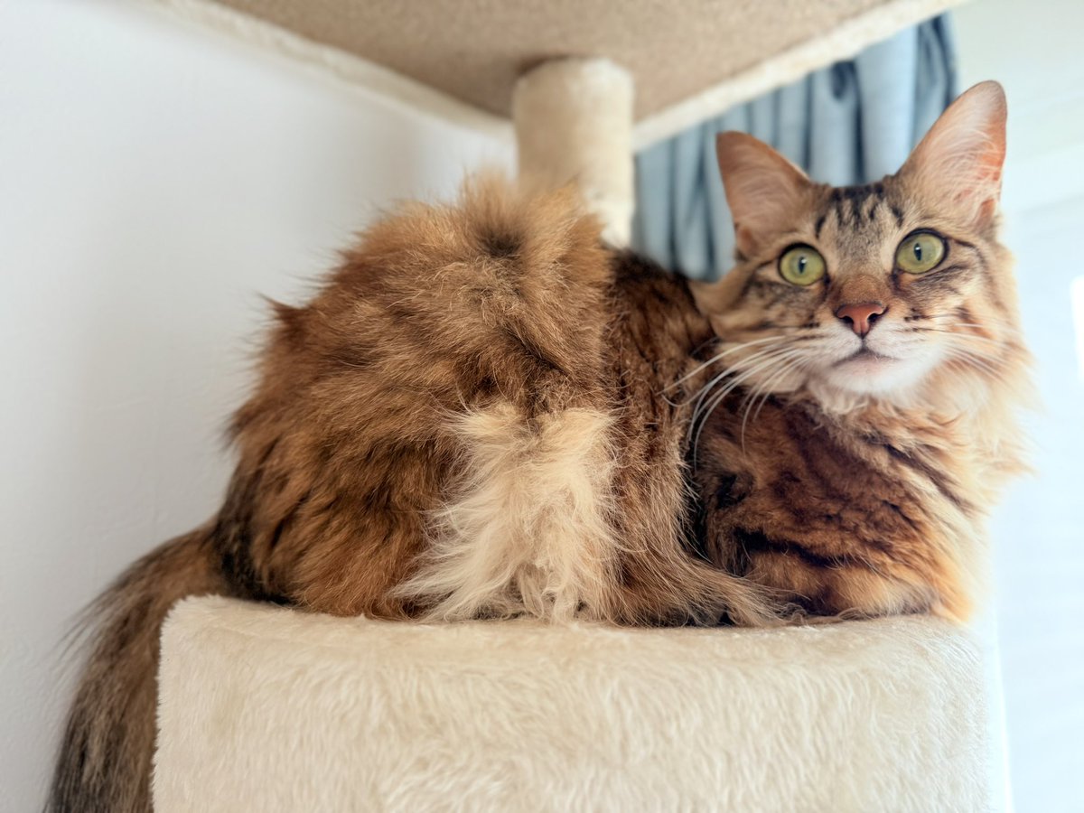 わたがはみ出たぬいぐるみ？

#今日のにゃとぴ  
#猫のいる暮らし𓏲𓎨 #cat 
#ねこかわいいね