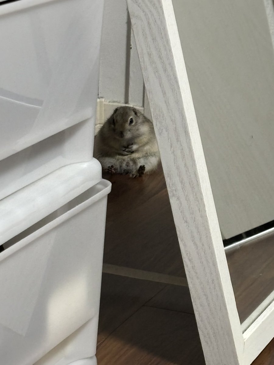 わらびのぬし tweet media