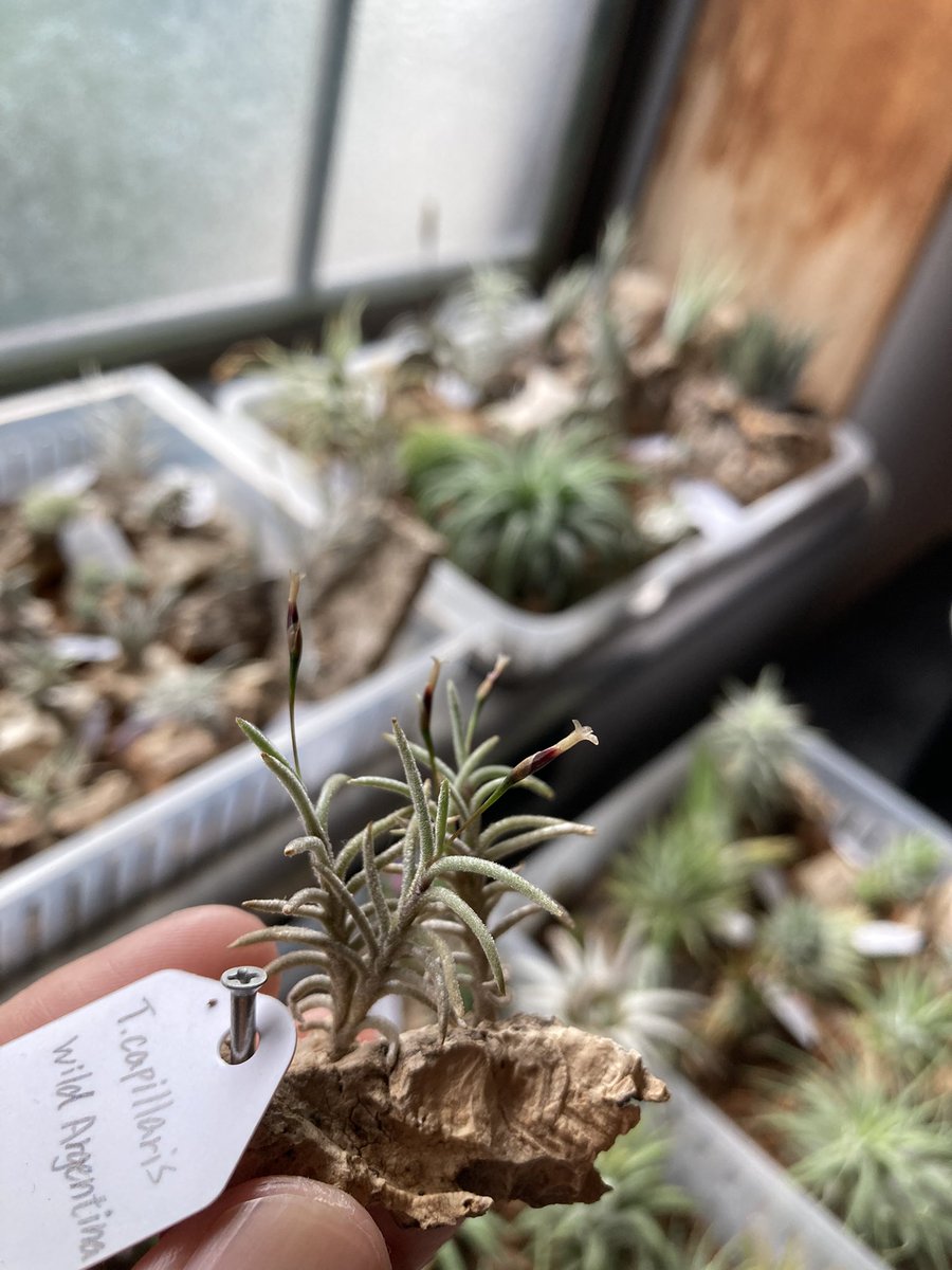 NativeToy's tweet image. カピラリスのワイルド咲いてます。
茶花ですかね。中々渋い。