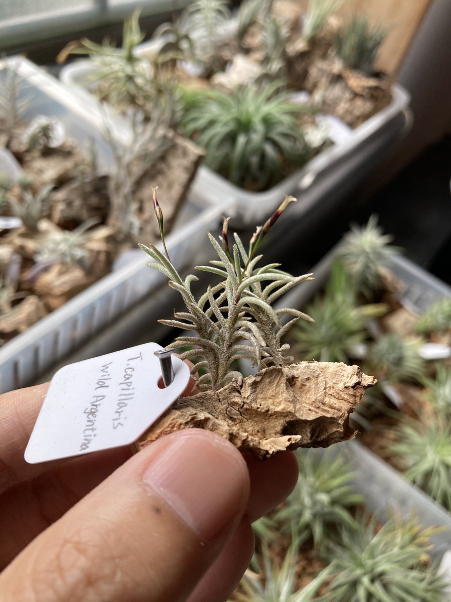 NativeToy's tweet image. カピラリスのワイルド咲いてます。
茶花ですかね。中々渋い。