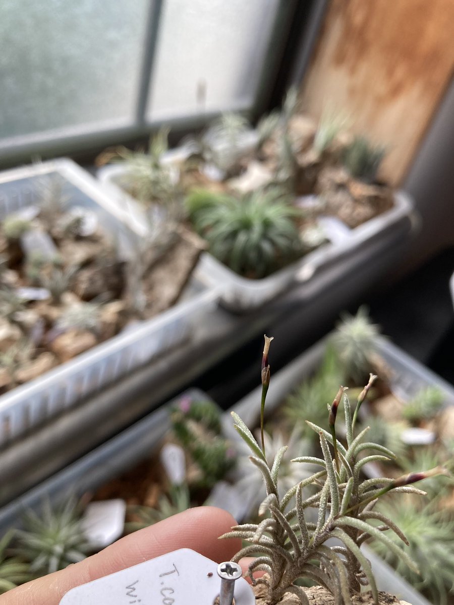 NativeToy's tweet image. カピラリスのワイルド咲いてます。
茶花ですかね。中々渋い。