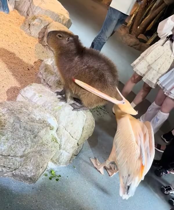 너무 순해