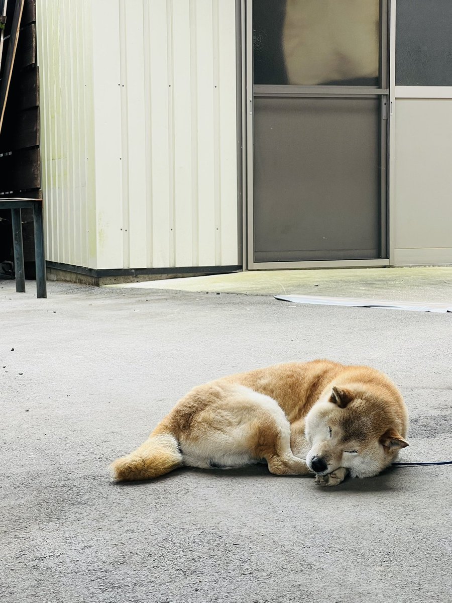 ishidachagyou's tweet photo. こんにちは
気持ち良さそうに寝ているシバちゃんを見ています

引き続きよろしくお願いいたします https://t.co/wLDrILSBuW