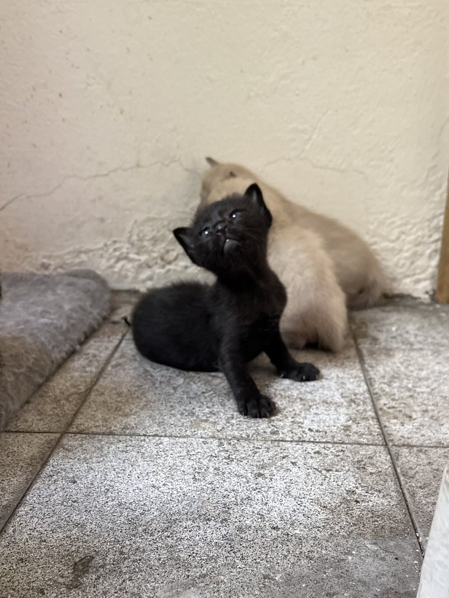 แมวดำตุวจิ๋วก็น่าอมเหมือนกันนะ (อมเลยๆ) 🐈‍⬛💘😋