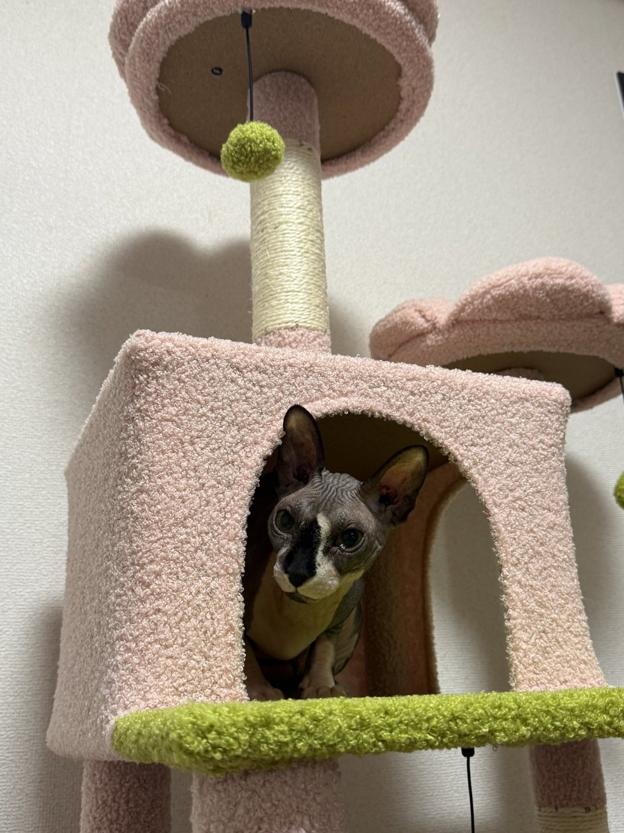 新しいキャットタワーをお迎えしました！

うちのニャンズが、
お花の妖精に見えてくるのは私だけ？🥹❤️ https://t.co/yLg7sbRPrp
