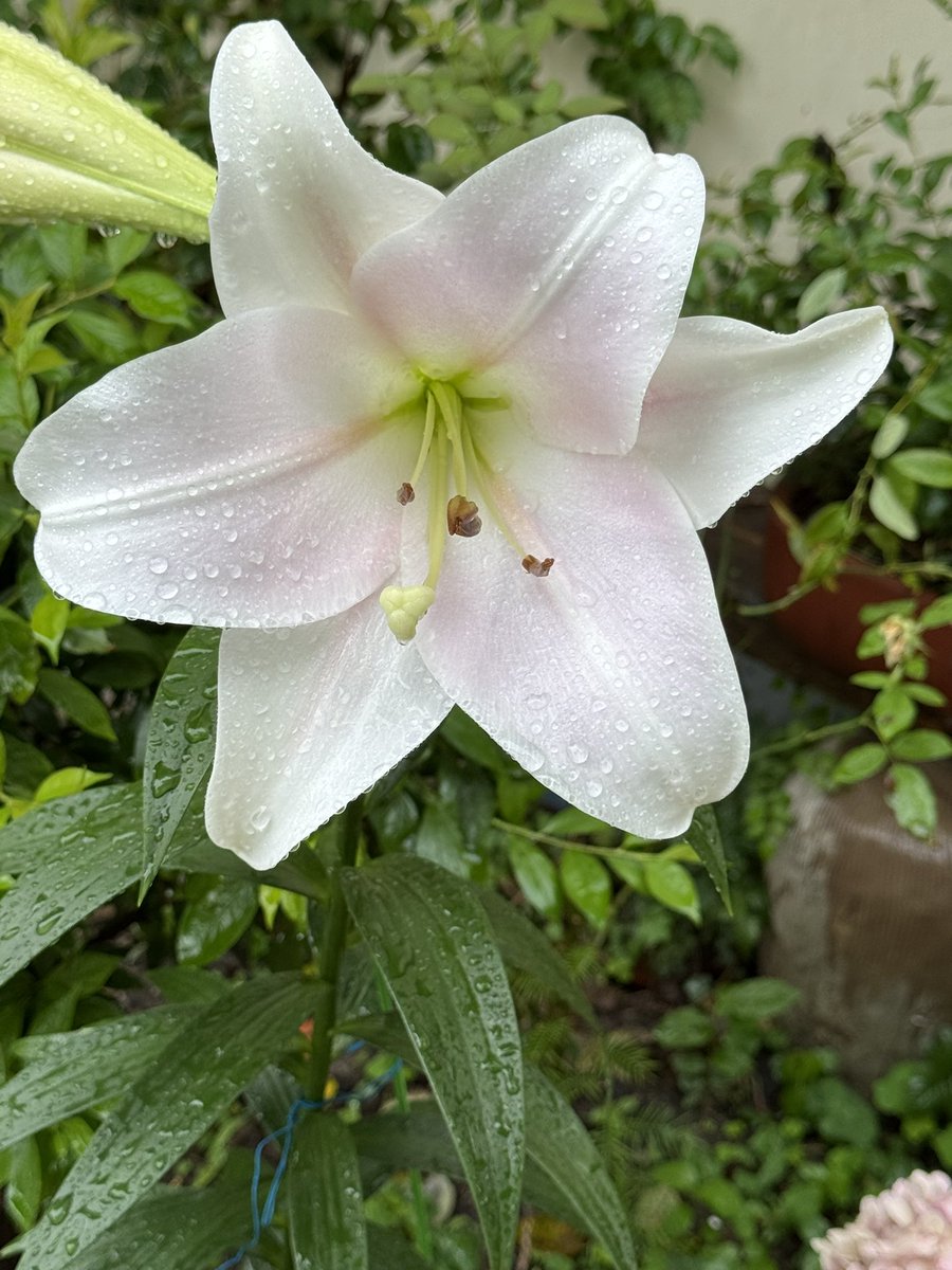 早晨出小区总喜欢拍老太太的小花园
淡淡的粉还带小水珠…