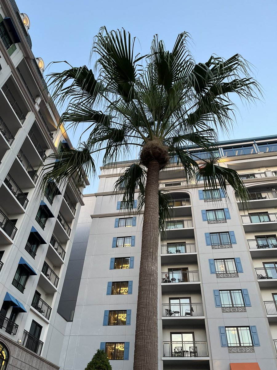 adam_ap_wdw's tweet image. Fun night at Disney resorts