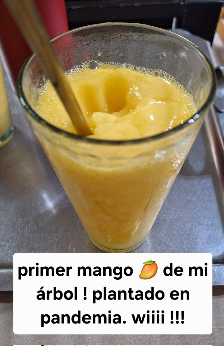 TENISDOGGIFTS TENISCONCAUSA (@doggifts) on Twitter photo ¿Recuerdan que me comí un mango en pandemia y viendo tutoriales supe como sacar la plantita? Pues después de 5 años es su primera producción  y este el primer mango.  Wiiii ¿Recuerdan que me comí un mango en pandemia y viendo tutoriales supe como sacar la plantita? Pues después de 5 años es su primera producción  y este el primer mango.  Wiiii