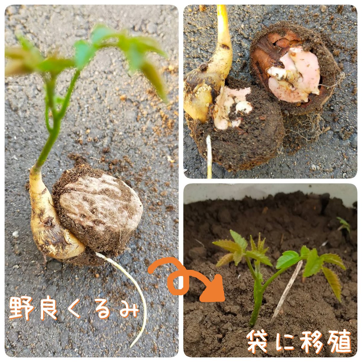 White_Mary_'s tweet photo. わわわっ∑(๑º口º๑)!!
雑草🌱と思って 引っこ抜いたら...

🐌みたいのが付いてて
なんと ＃クルミ だった😮‼

袋栽培して しばらく観察しよう♪🧐
＃家庭菜園 ＃カラスの落とし物？ https://t.co/ml20dkTUH6