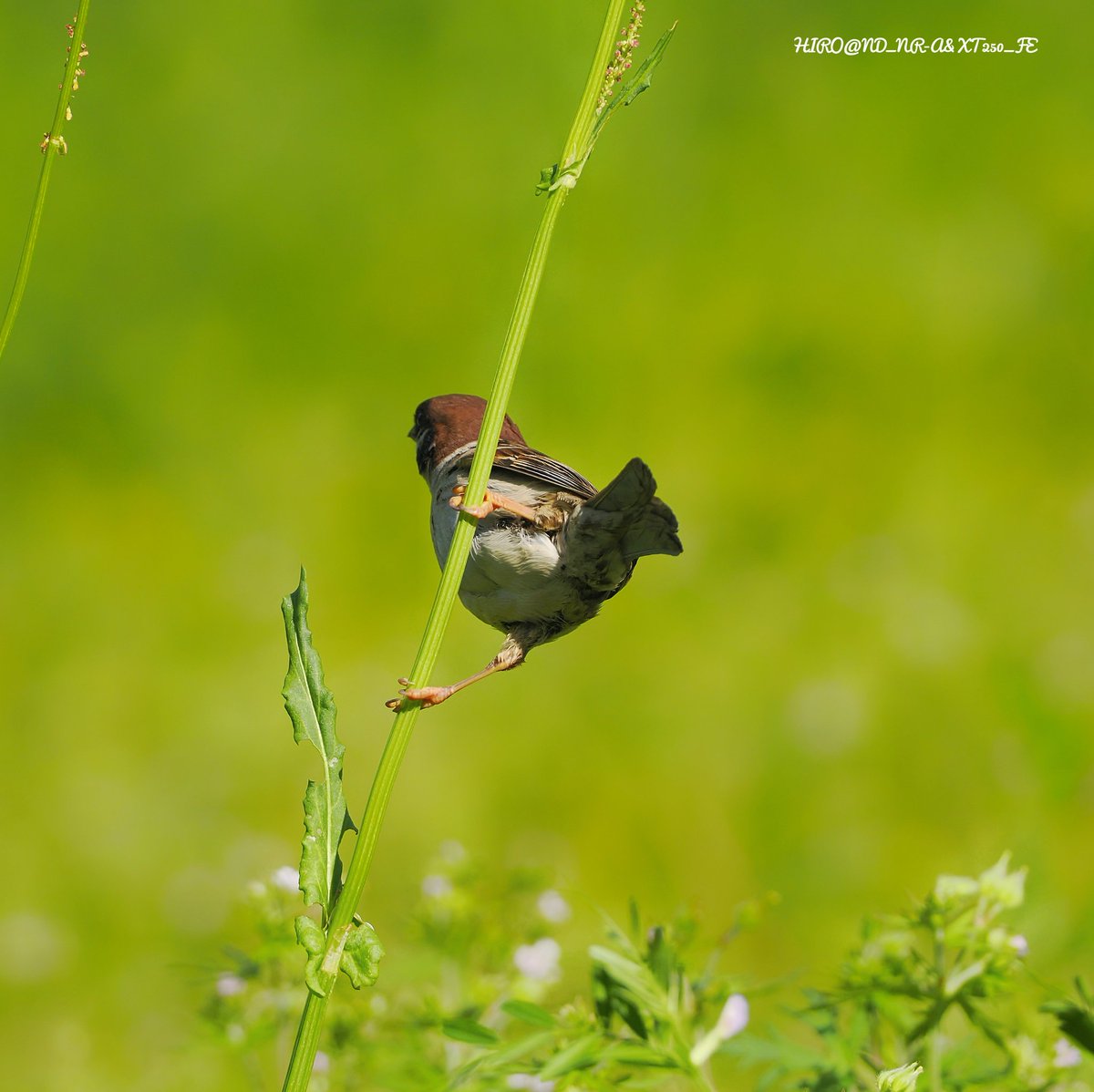 HIRO_JO3WGV's tweet photo. 2025.05.05.Mon.☀🎌 
#スズメ #sparrow 🐦 
#雀 #passermontanus 🐦 
#omsystemom1 #om1markii  
#olympus #mzuiko300mmf4 📸 
#om_photo #om野鳥写真 🐦📷✨ 
#om写真投稿 #野鳥写真 #野鳥撮影 
#マイクロフォーサーズで撮る世界 https://t.co/hFRAvwjU55
