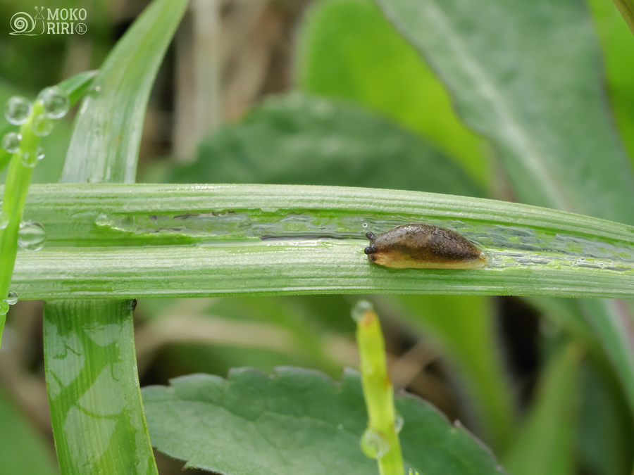 snails (@hdot_mokoriri) / Posts / X