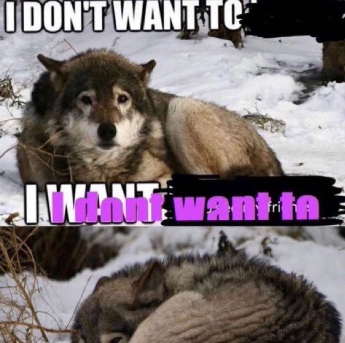 wolf against tweet media