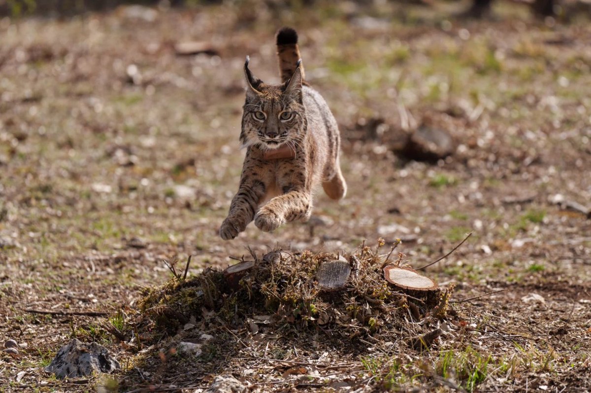Un lince ibérico liberado cerca de la localidad de Astudillo, Palencia, España (César Manso, 2025)