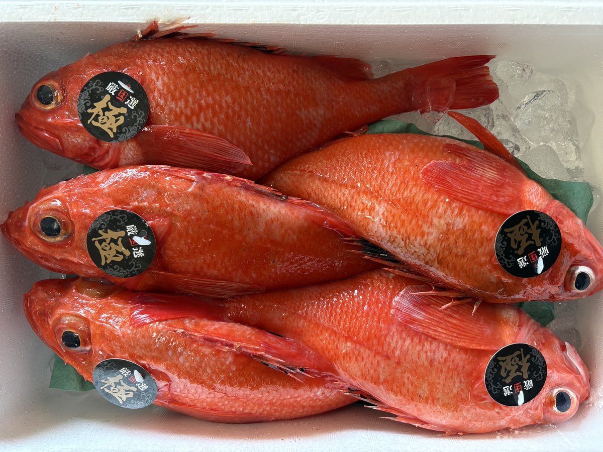 teraichi_jp's tweet photo. 🐡
根室のキンキを競り落としていただきました🙌
キンキを並べてみると真っ赤ですね👀w

#北海道海鮮 #北海道 #北海道お取り寄せ #北海道産食材 #魚介 https://t.co/01Doul3NCU