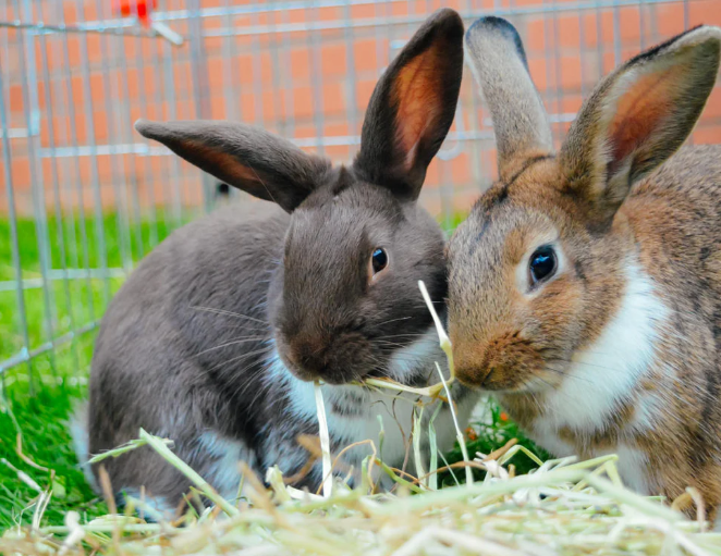 Ammantiax's tweet photo. Imagine feeding rabbits at fixed times daily.
1. Body adapts
2. Feed efficiency increases
3. Less waste
Feed on time = Grow on time.
#AgriHopper #RoutineMatters #RabbitEfficiency https://t.co/VDWcNHNI1B