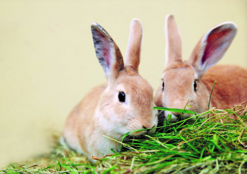 LeandreBaka2's tweet photo. The 5R Rabbit Farm Philosophy
             1. Rethink waste

              2. Reduce costs

              3. Reuse manure

               4. Recycle feed

               5. Restore soil
Sustainable rabbit farming = lifestyle, not a project.
#AgriHopper #5RsOfFarming #EcoMindset https://t.co/9yBIR3xEzZ